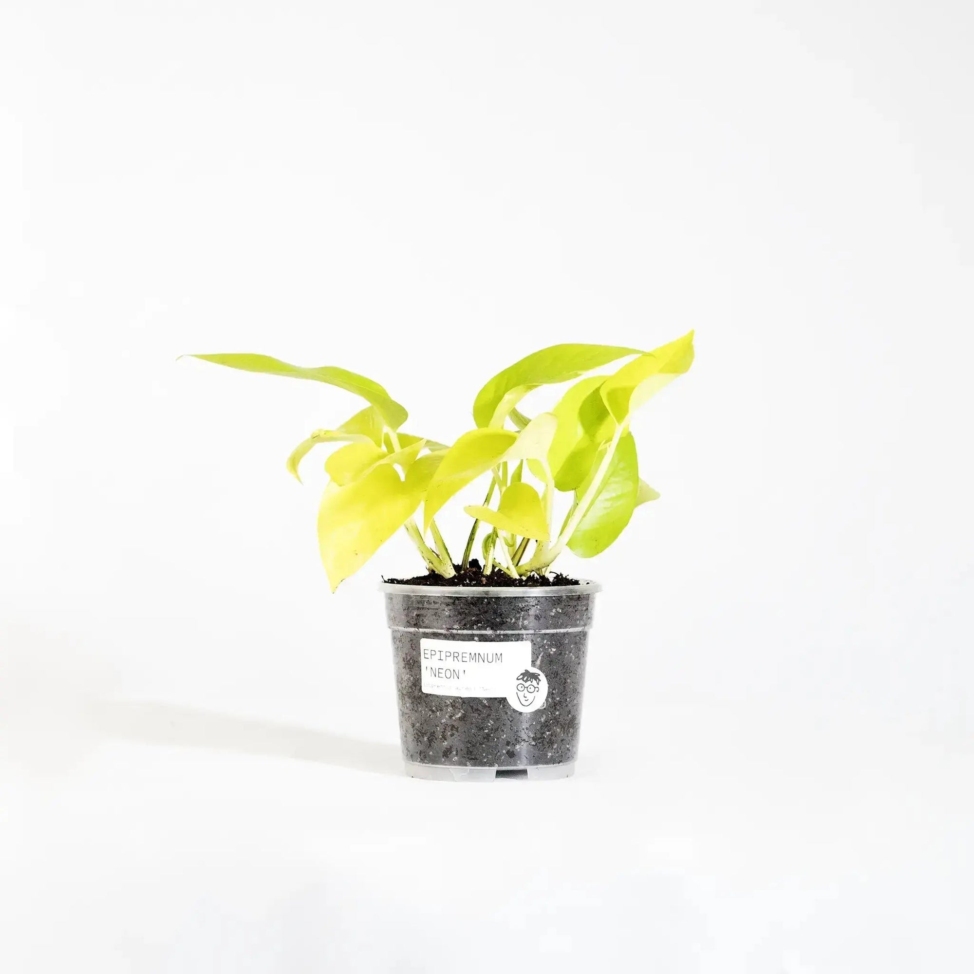 Epipremnum aureum 'Neon' - Coasy