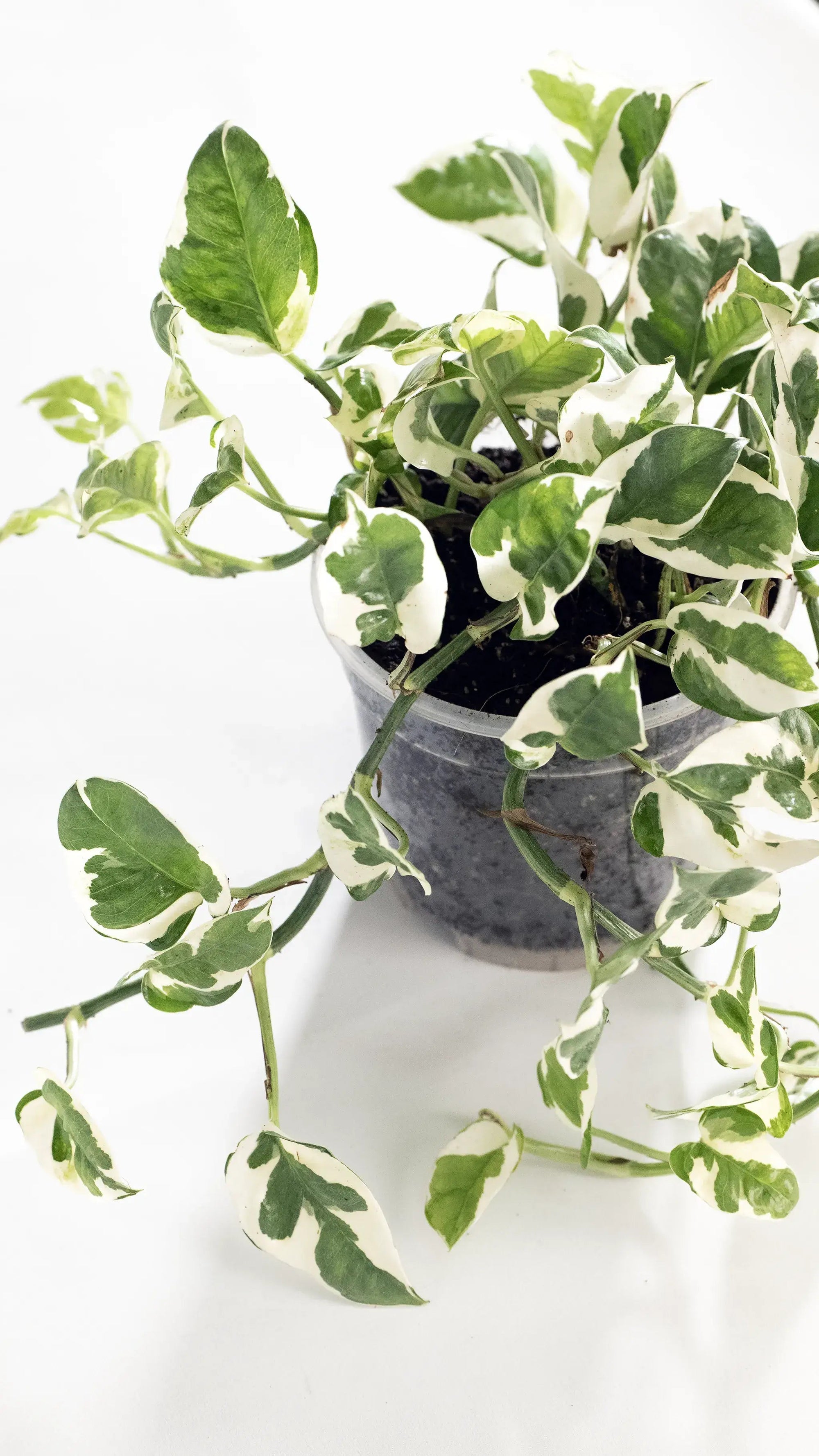 Epipremnum aureum 'N'Joy' - Listnato