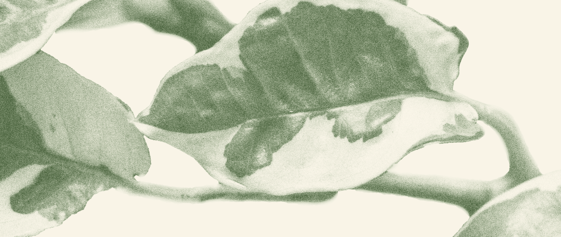 Zakořeňovací peklo: Monstera Albo Variegata - Listnato