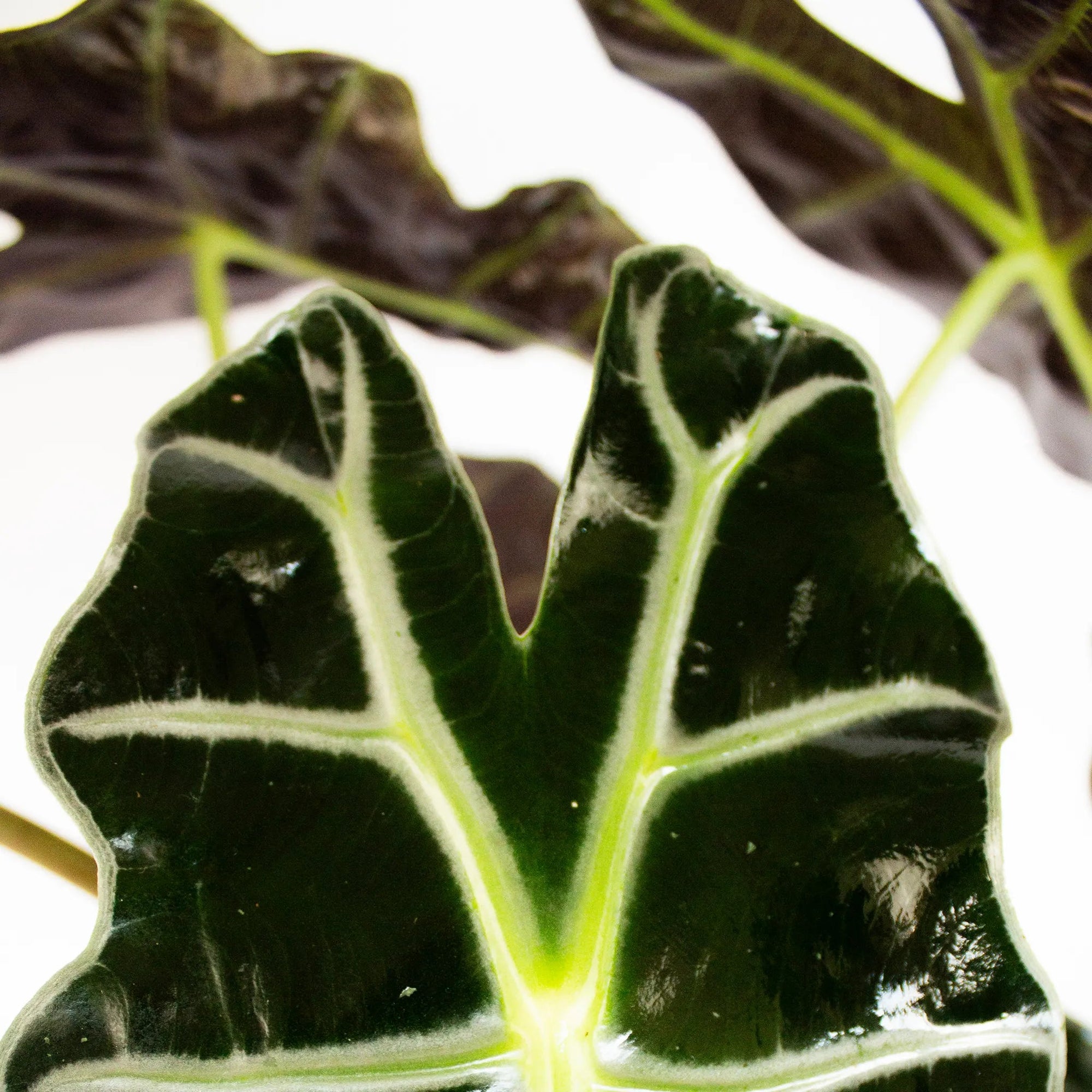 Alocasia amazonica 'Polly' - Listnato