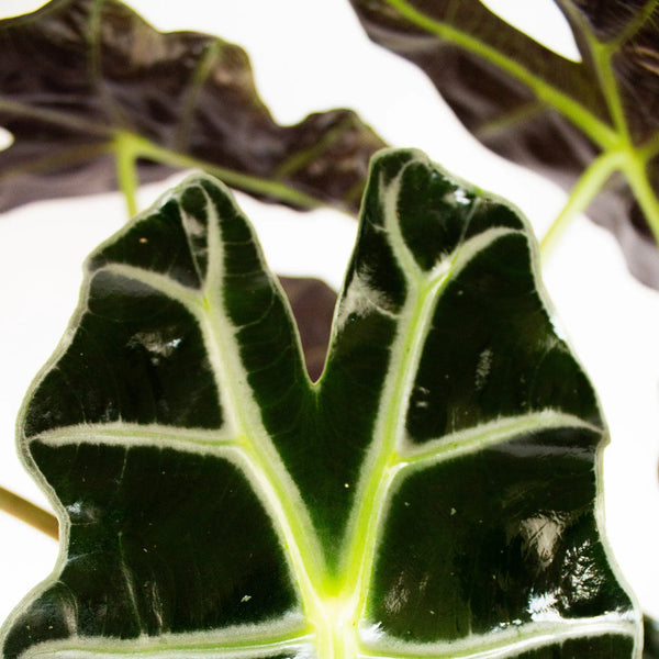 Alocasia amazonica 'Polly' - Listnato
