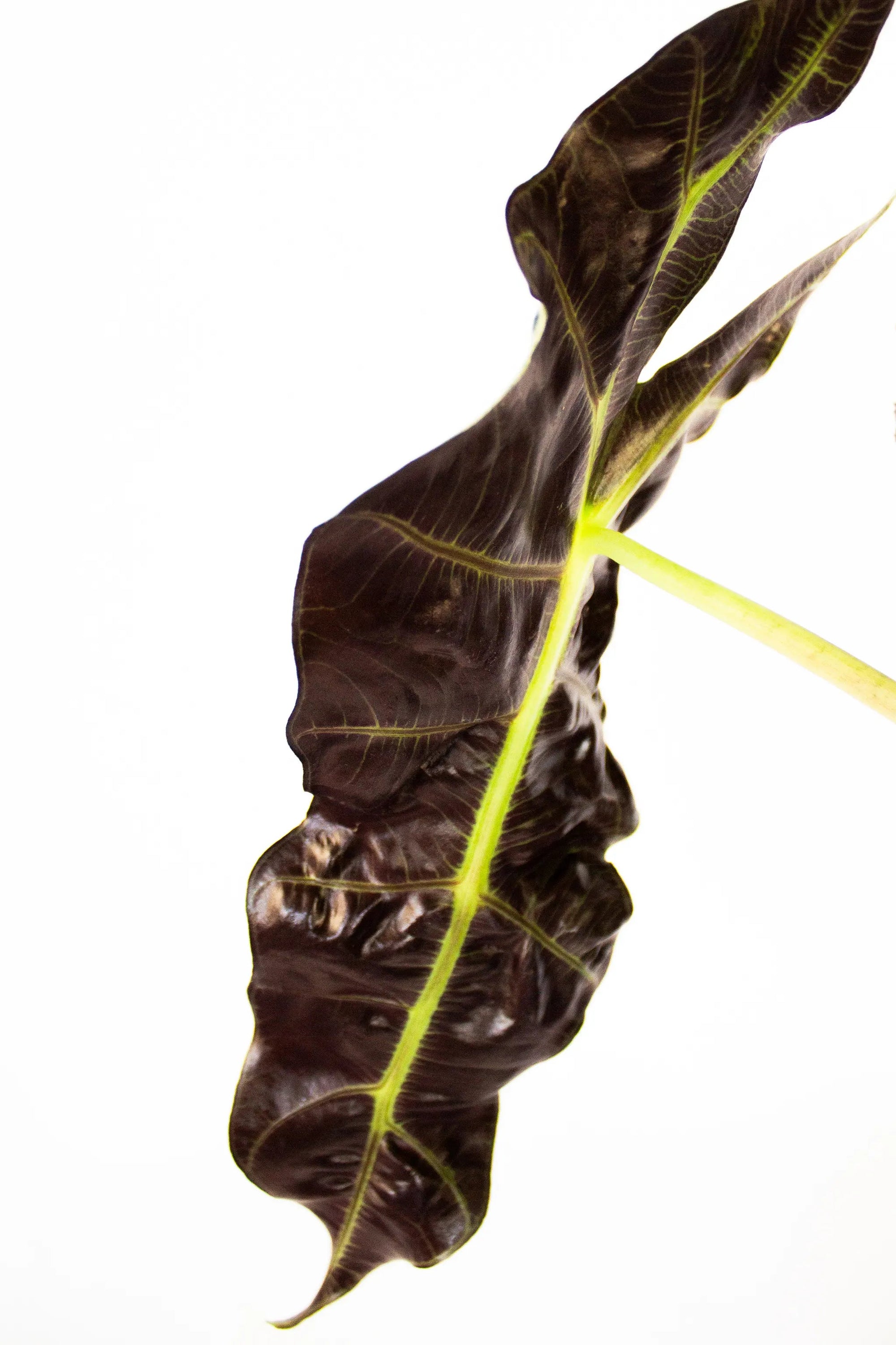 Alocasia amazonica 'Polly' - Listnato