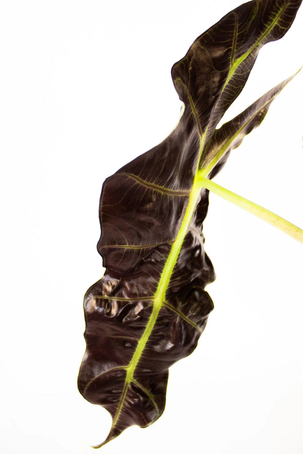 Alocasia amazonica 'Polly' - Listnato