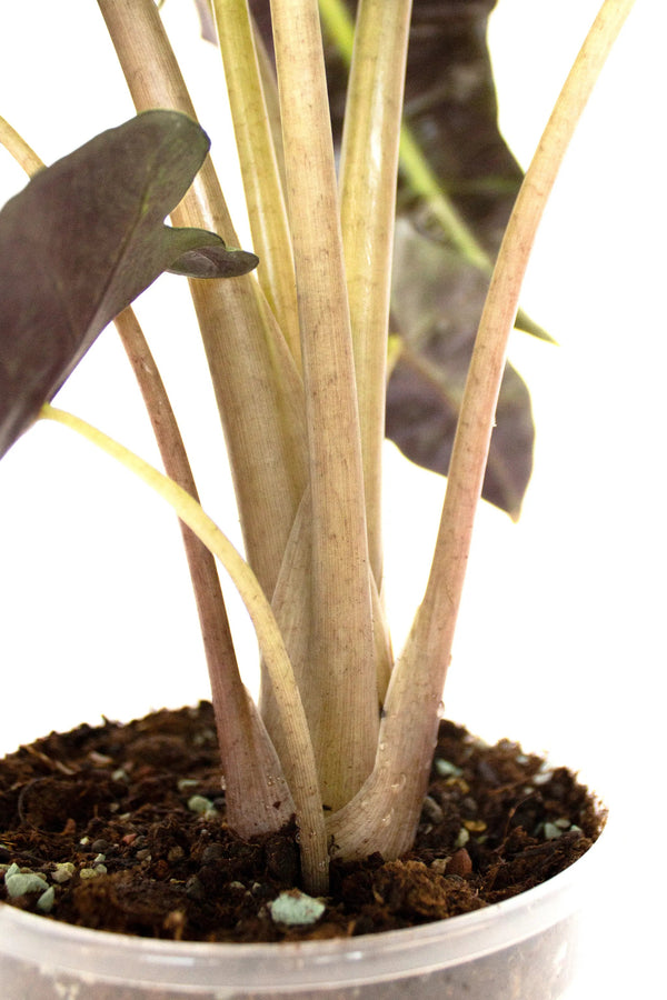 Alocasia amazonica 'Polly' - Listnato