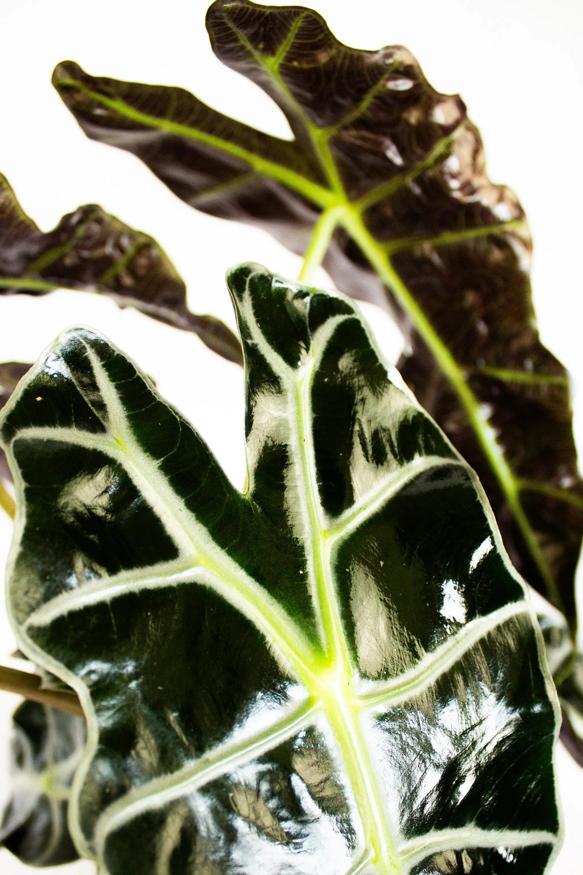 Alocasia amazonica 'Polly' - Listnato