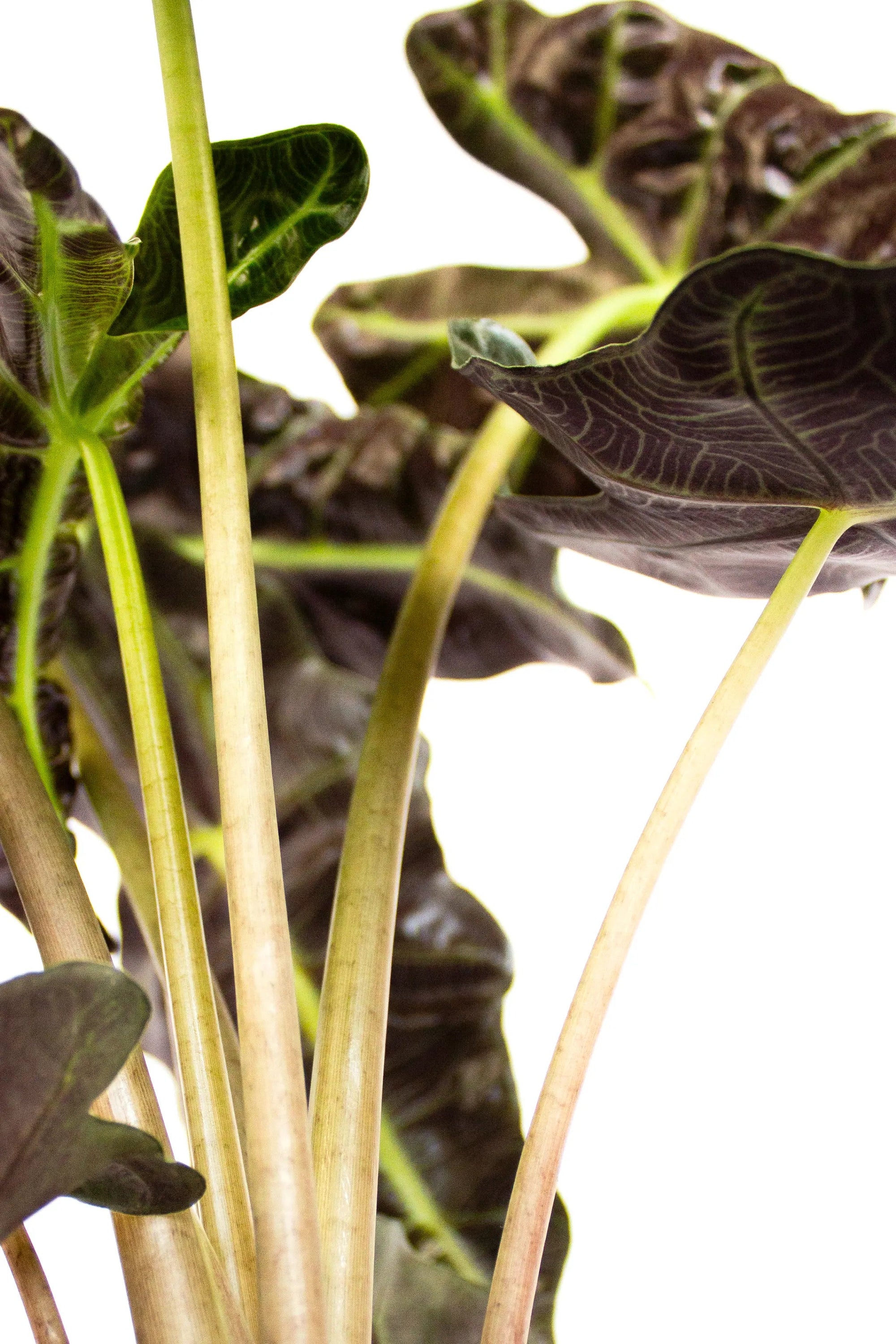 Alocasia amazonica 'Polly' - Listnato