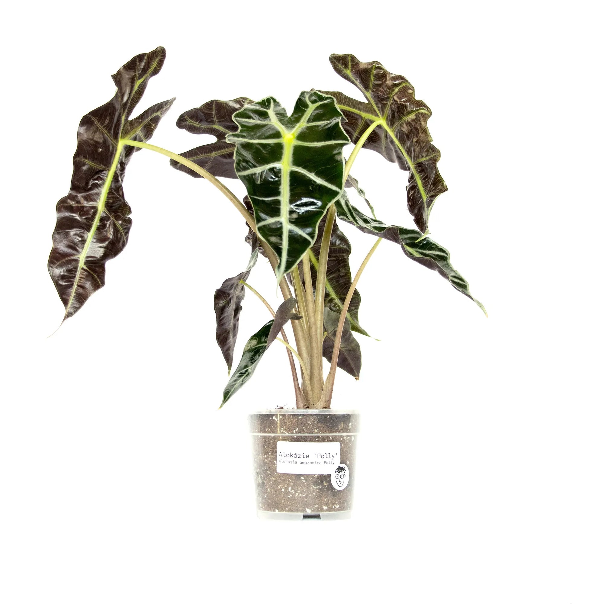 Alocasia amazonica 'Polly' - Listnato