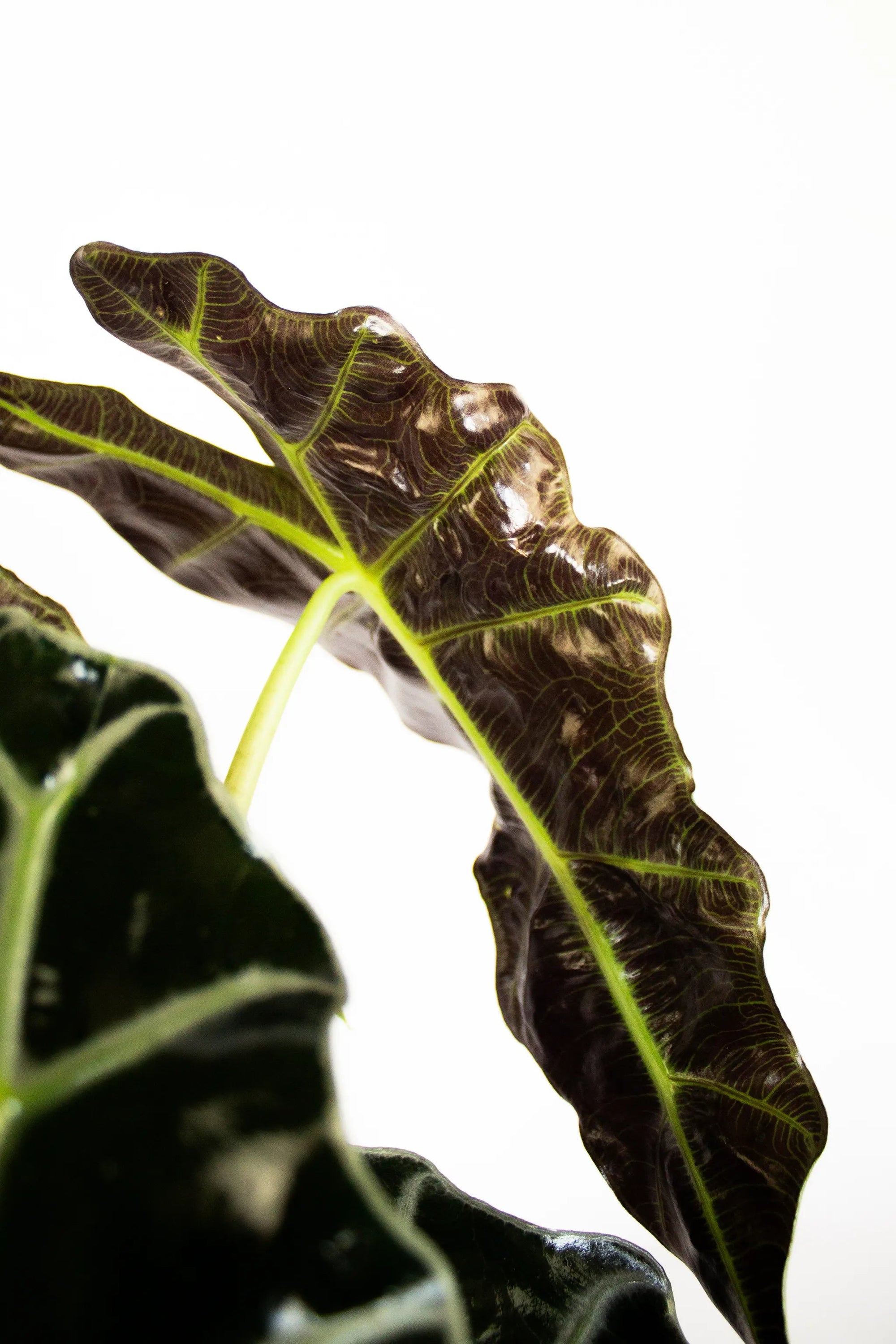 Alocasia amazonica 'Polly' - Listnato