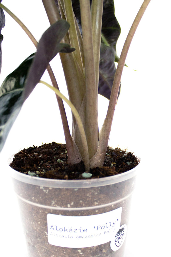 Alocasia amazonica 'Polly' - Listnato