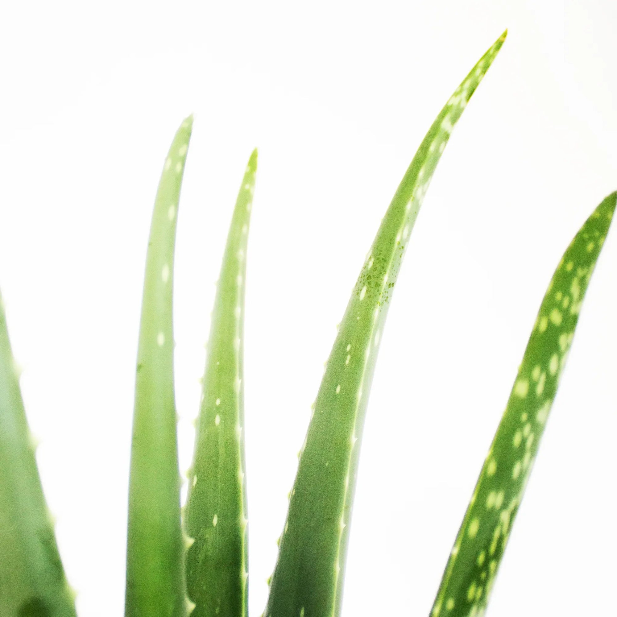 Aloe vera - Listnato