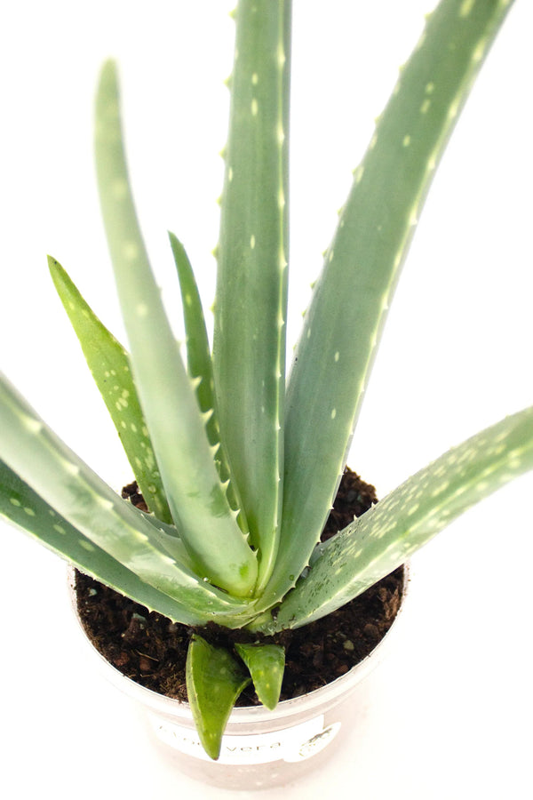 Aloe vera - Listnato