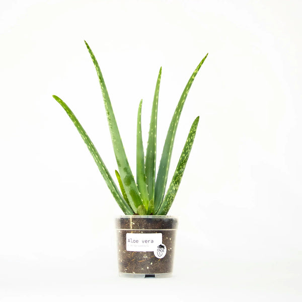 Aloe vera - Listnato