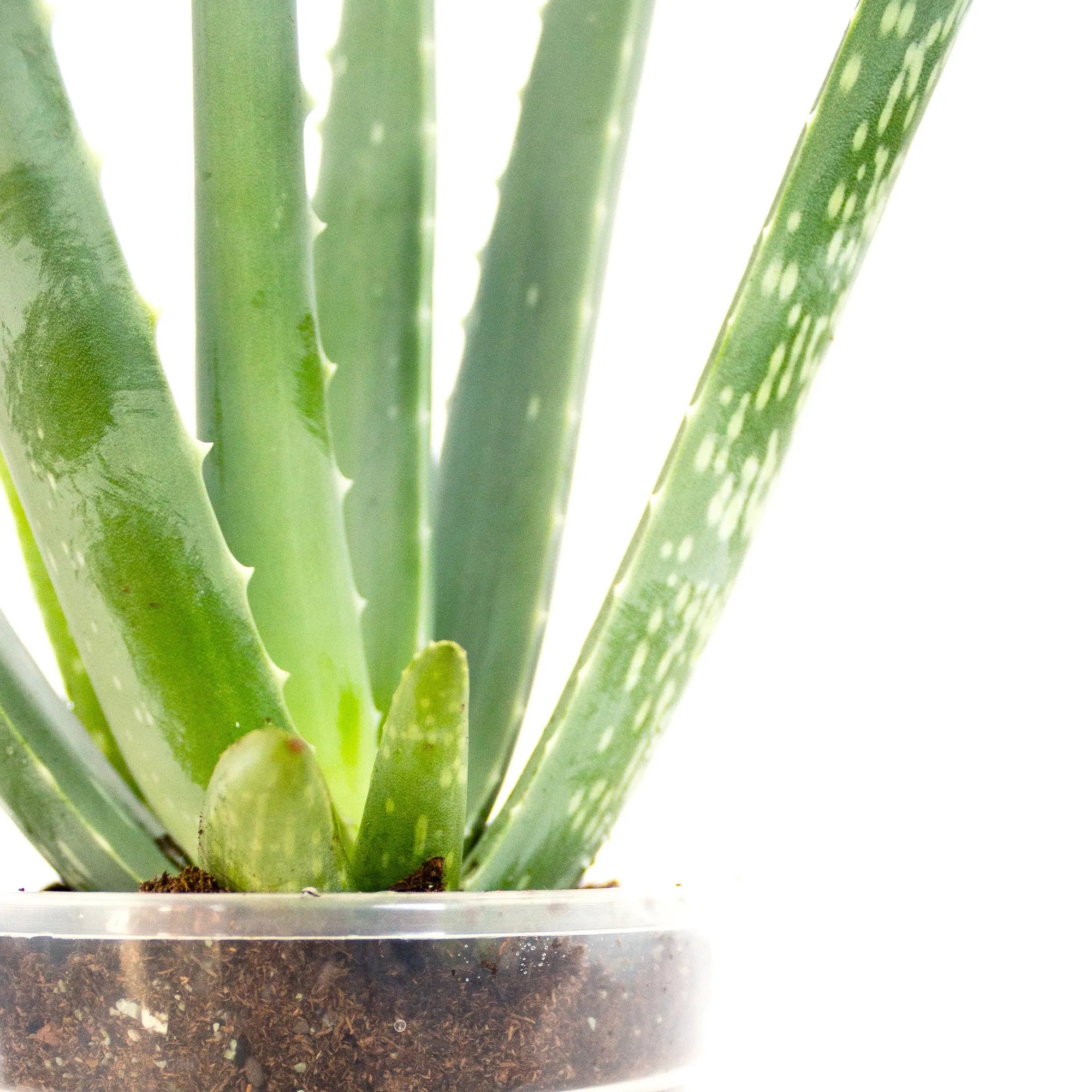 Aloe vera - Listnato