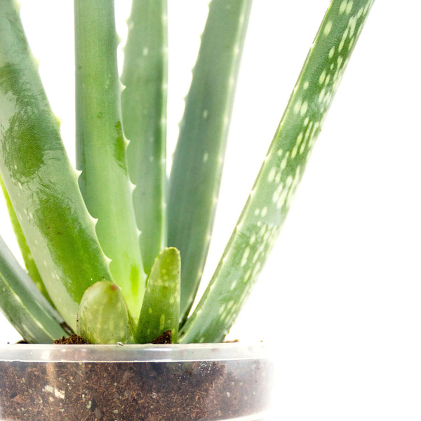 Aloe vera - Listnato