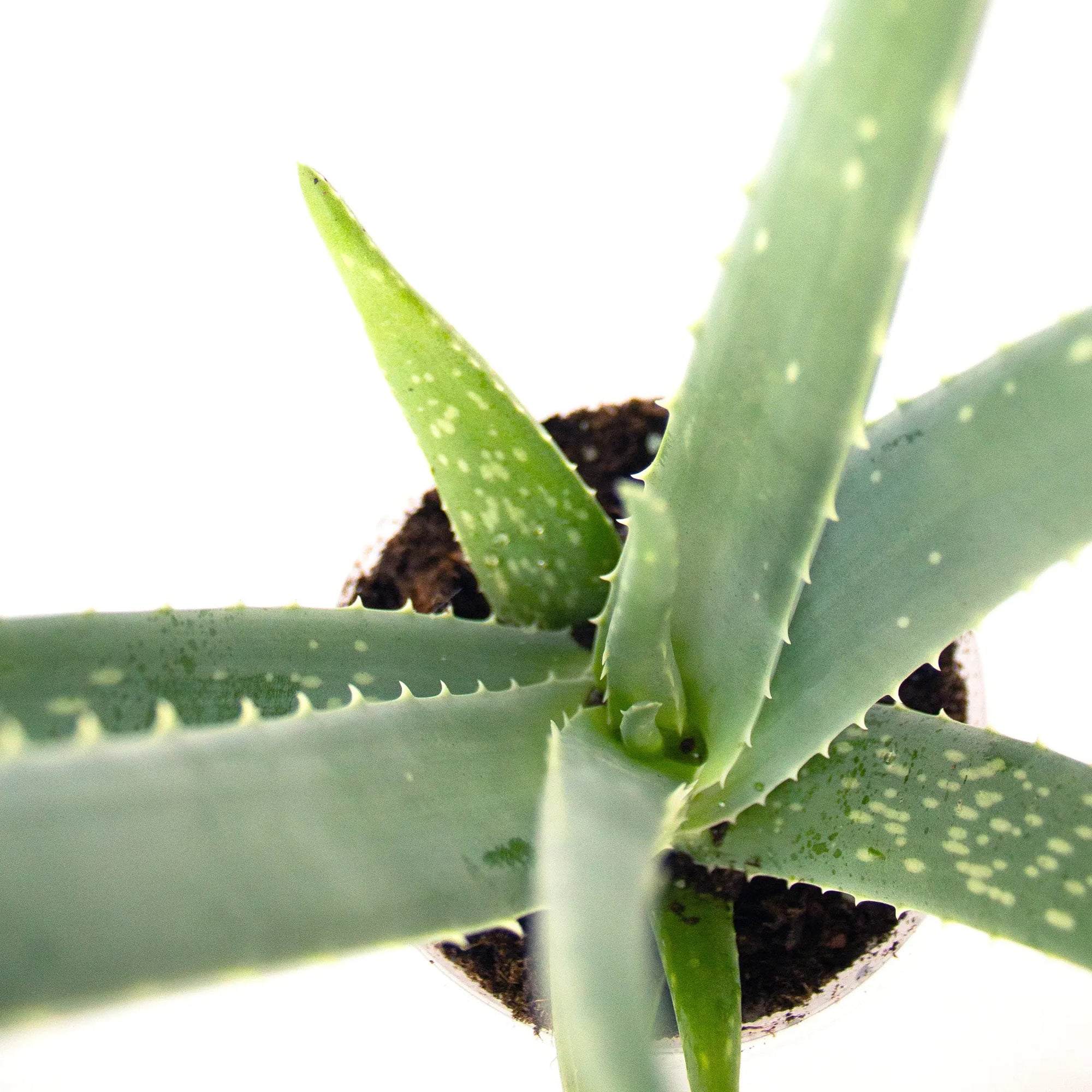 Aloe vera - Listnato