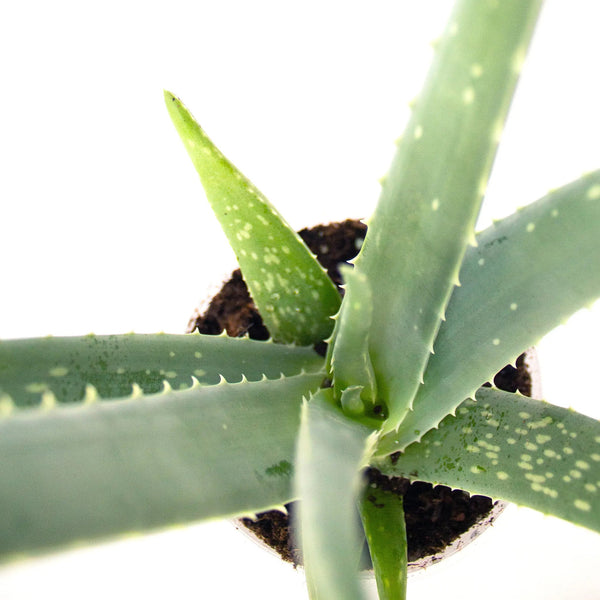 Aloe vera - Listnato
