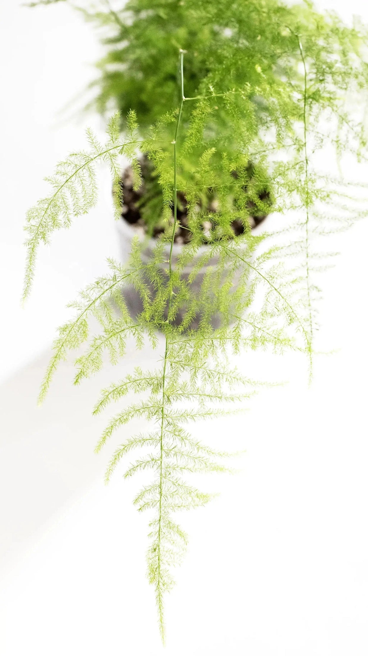 Asparagus setaceus - Coasy
