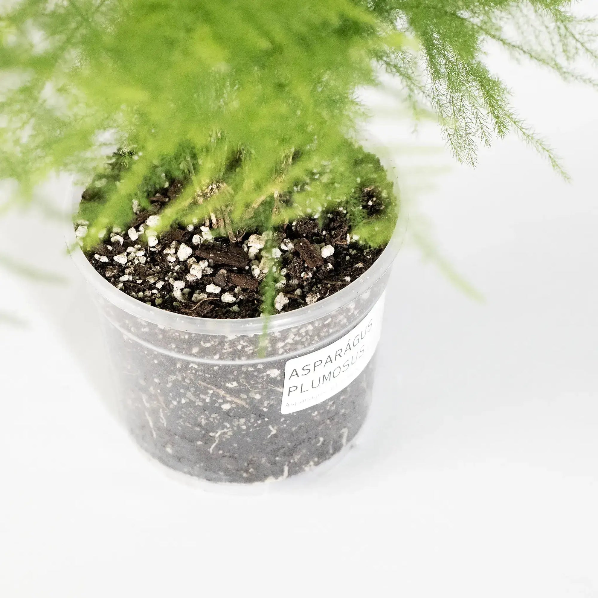 Asparagus setaceus - Coasy