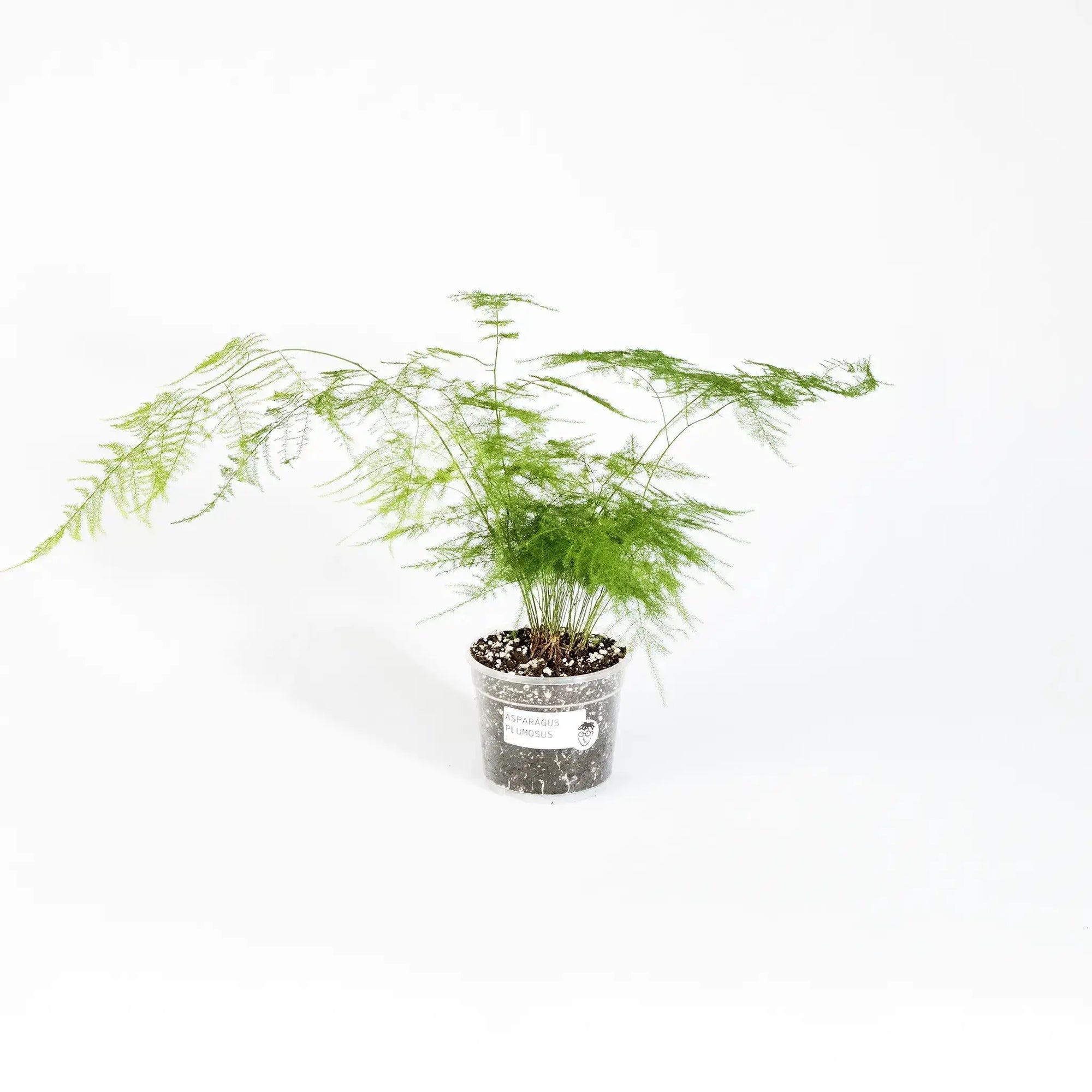 Asparagus setaceus - Coasy