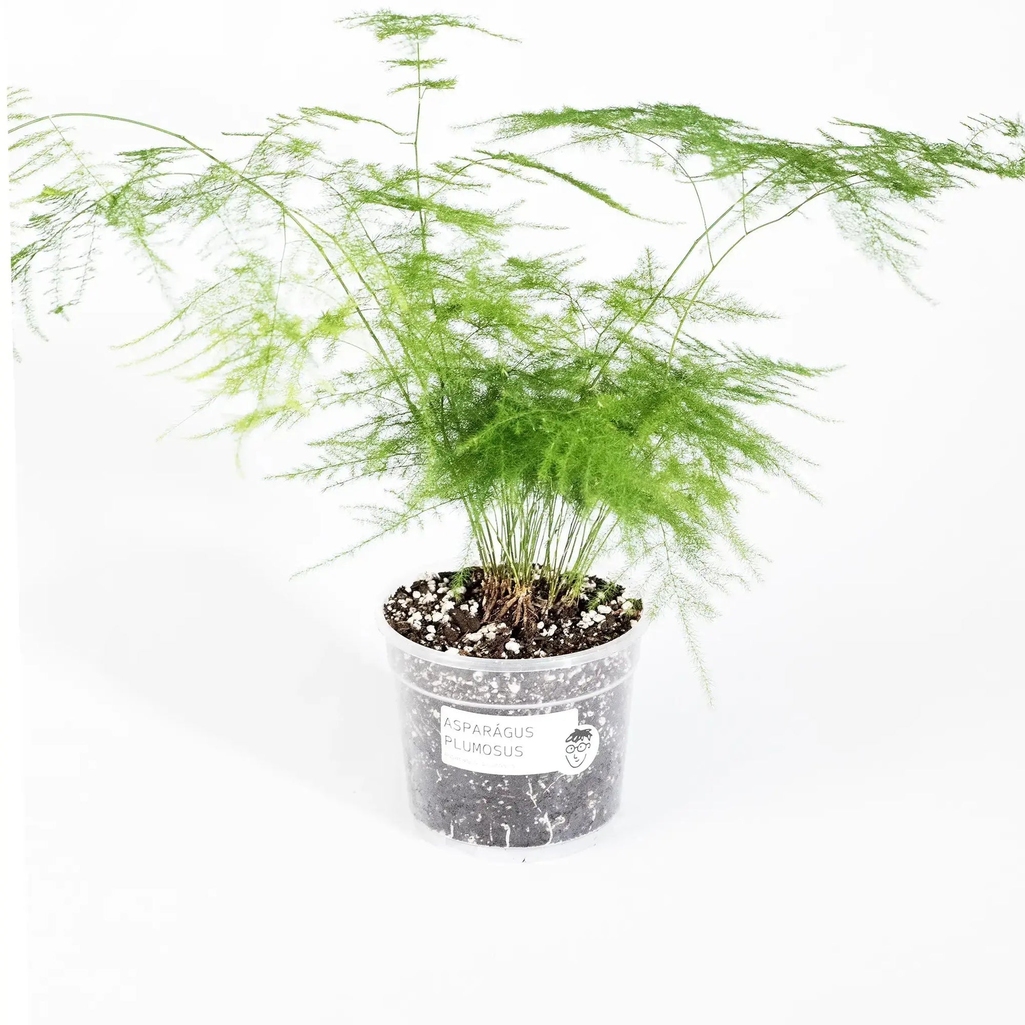 Asparagus setaceus - Coasy