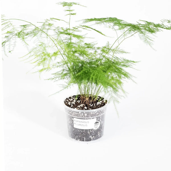 Asparagus setaceus - Coasy