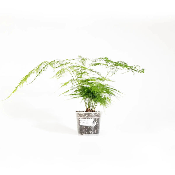 Asparagus setaceus - Coasy