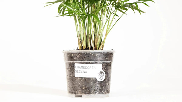 Chamaedorea elegans - Coasy