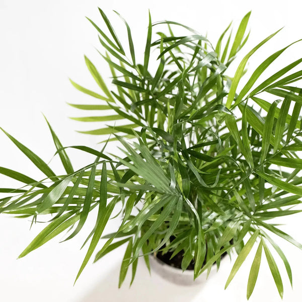 Chamaedorea elegans - Coasy