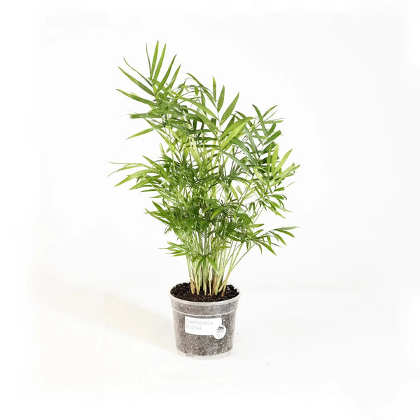 Chamaedorea elegans - Coasy