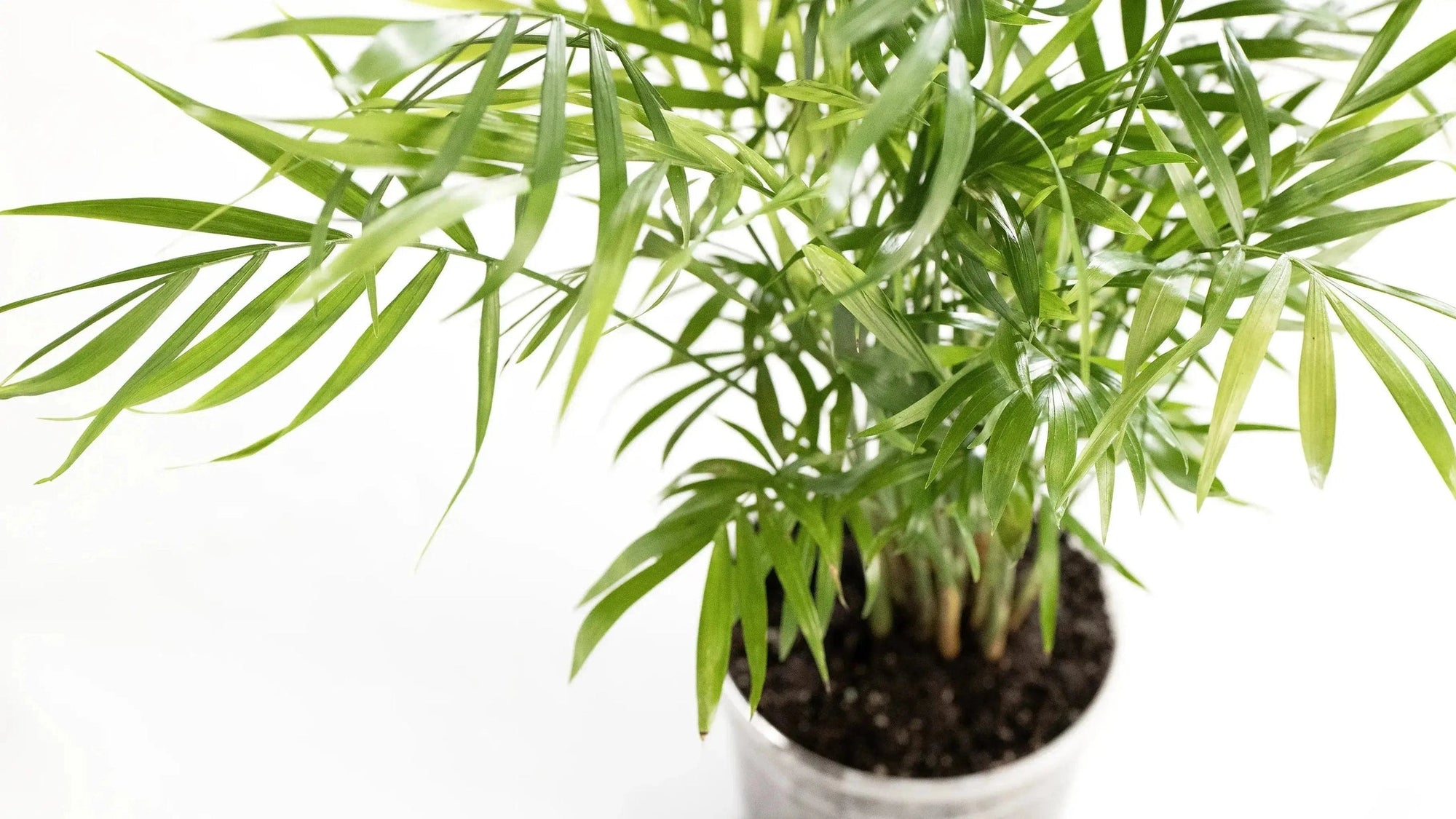 Chamaedorea elegans - Coasy