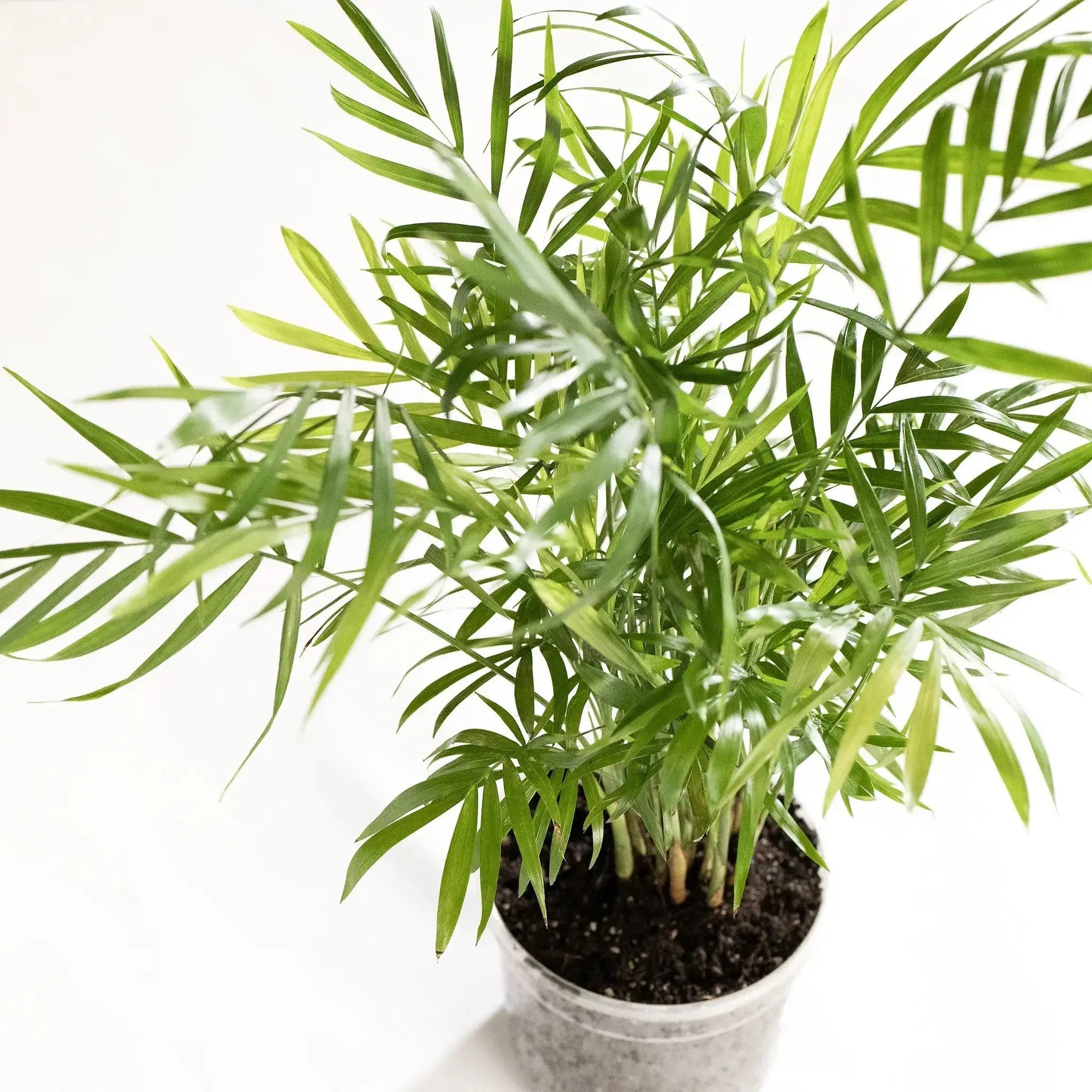 Chamaedorea elegans - Coasy