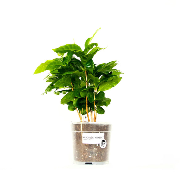 Coffea arabica - Listnato