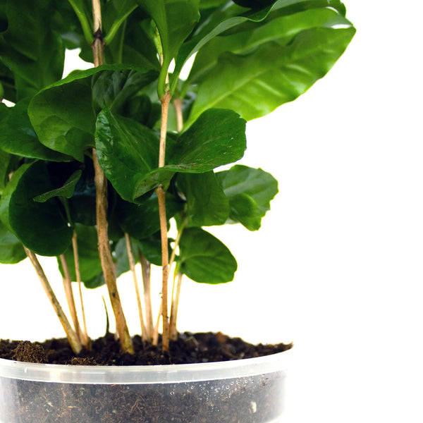 Coffea arabica - Listnato