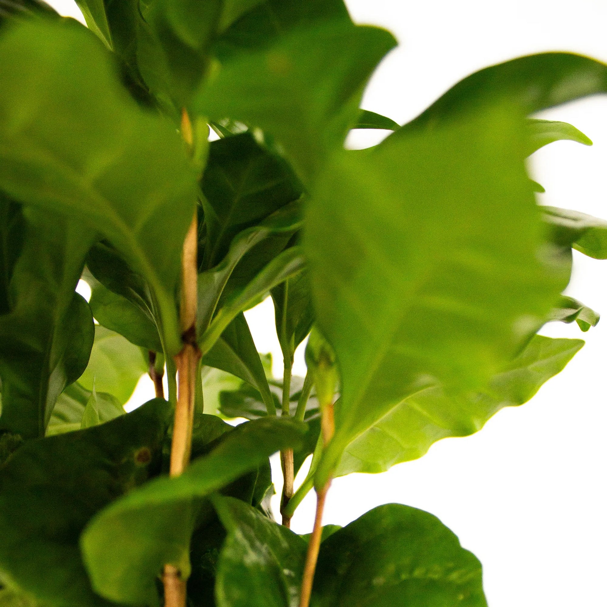 Coffea arabica - Listnato