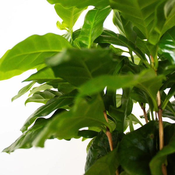 Coffea arabica - Listnato