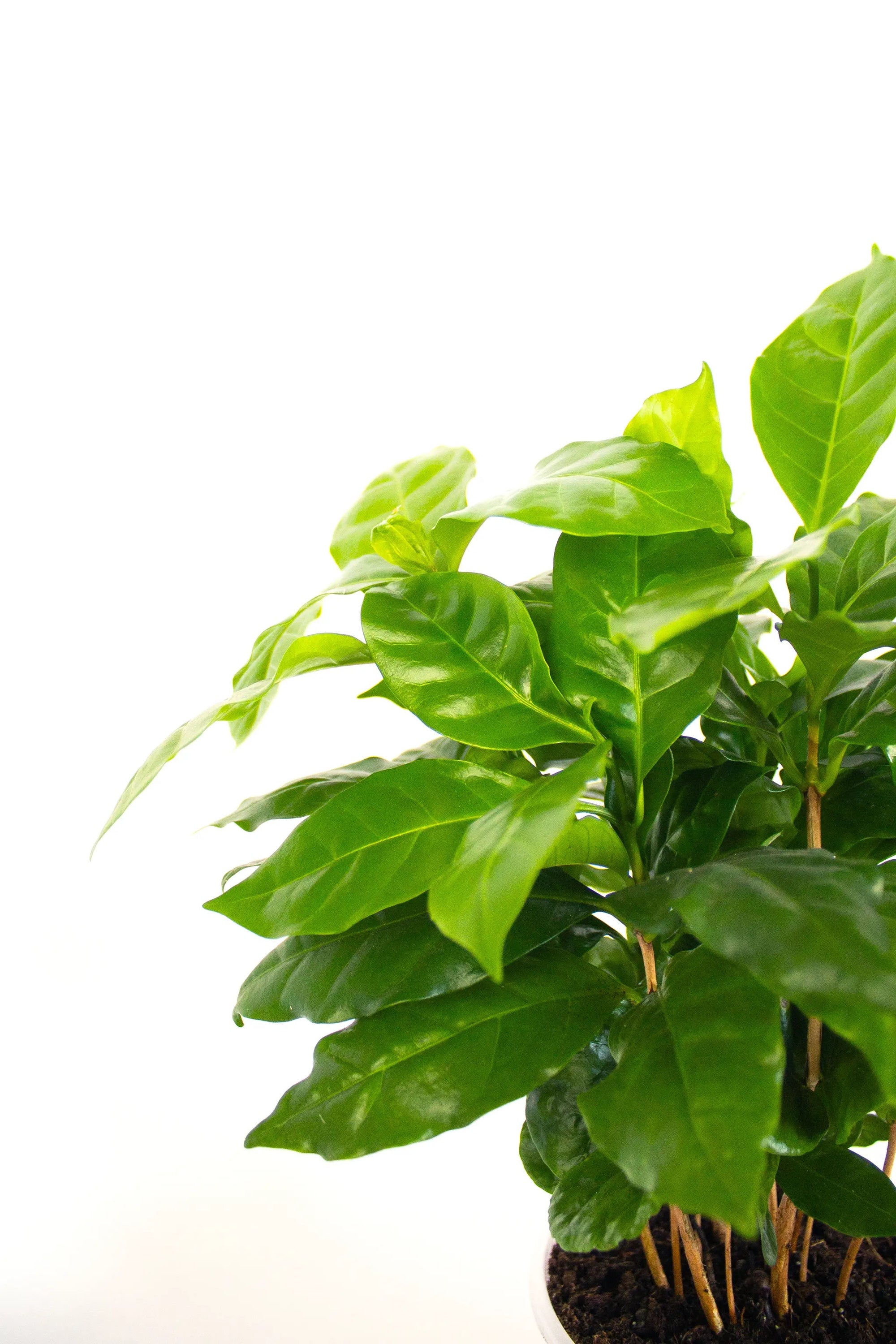 Coffea arabica - Listnato