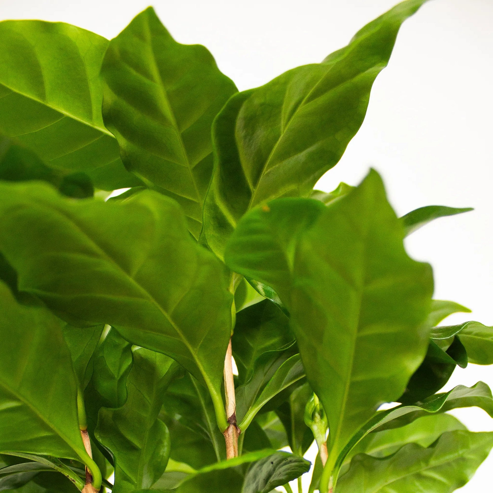 Coffea arabica - Listnato