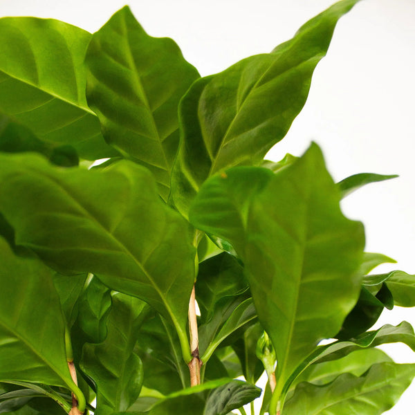 Coffea arabica - Listnato