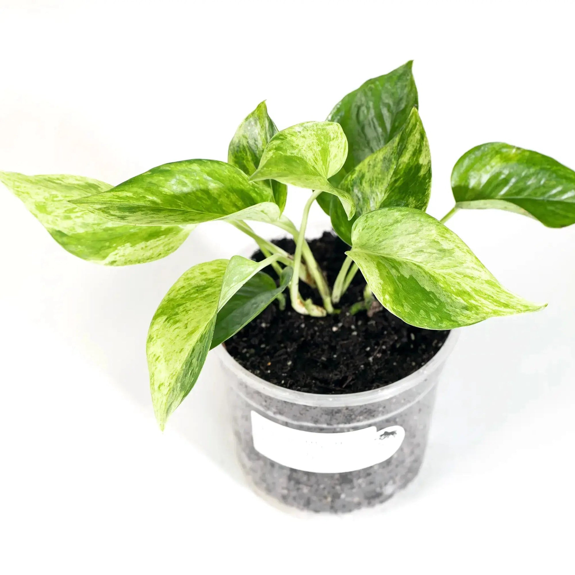 Epipremnum aureum 'Golden' - Coasy