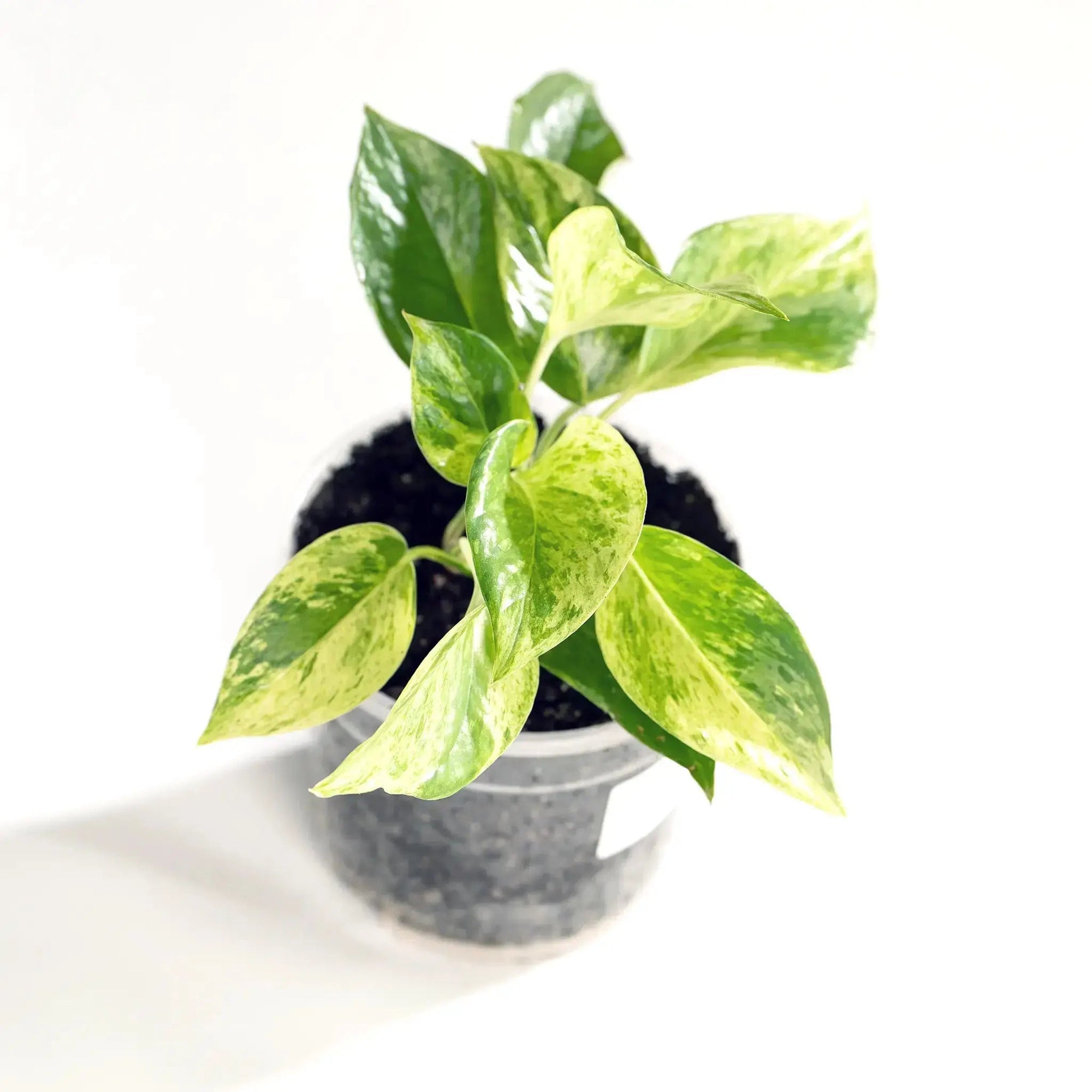 Epipremnum aureum 'Golden' - Coasy