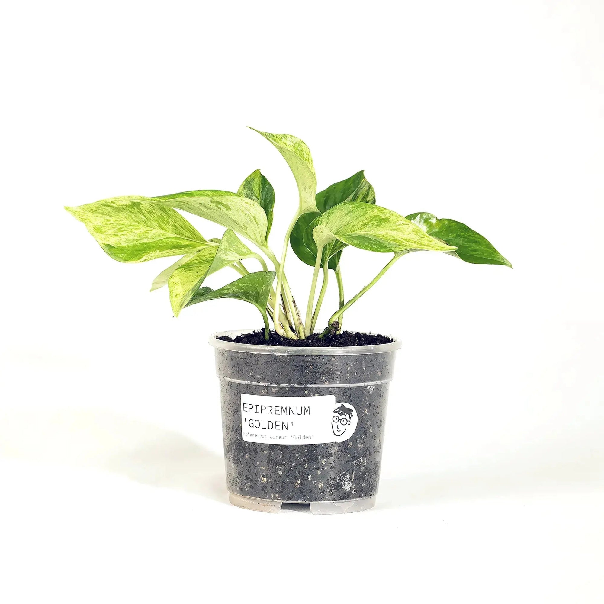 Epipremnum aureum 'Golden' - Coasy