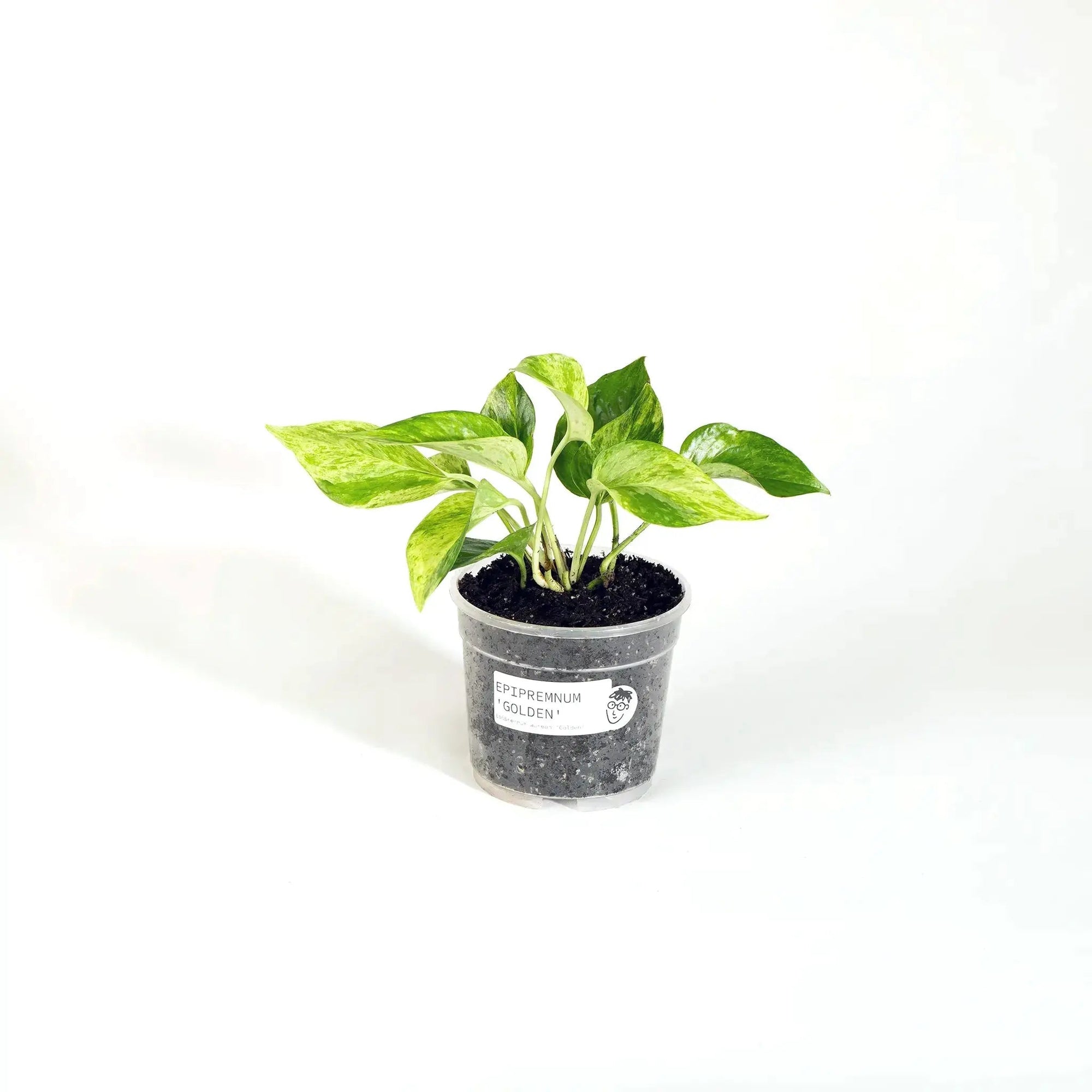 Epipremnum aureum 'Golden' - Coasy