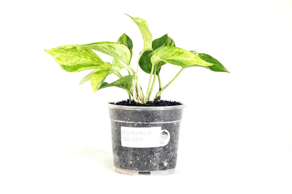 Epipremnum aureum 'Golden' - Coasy