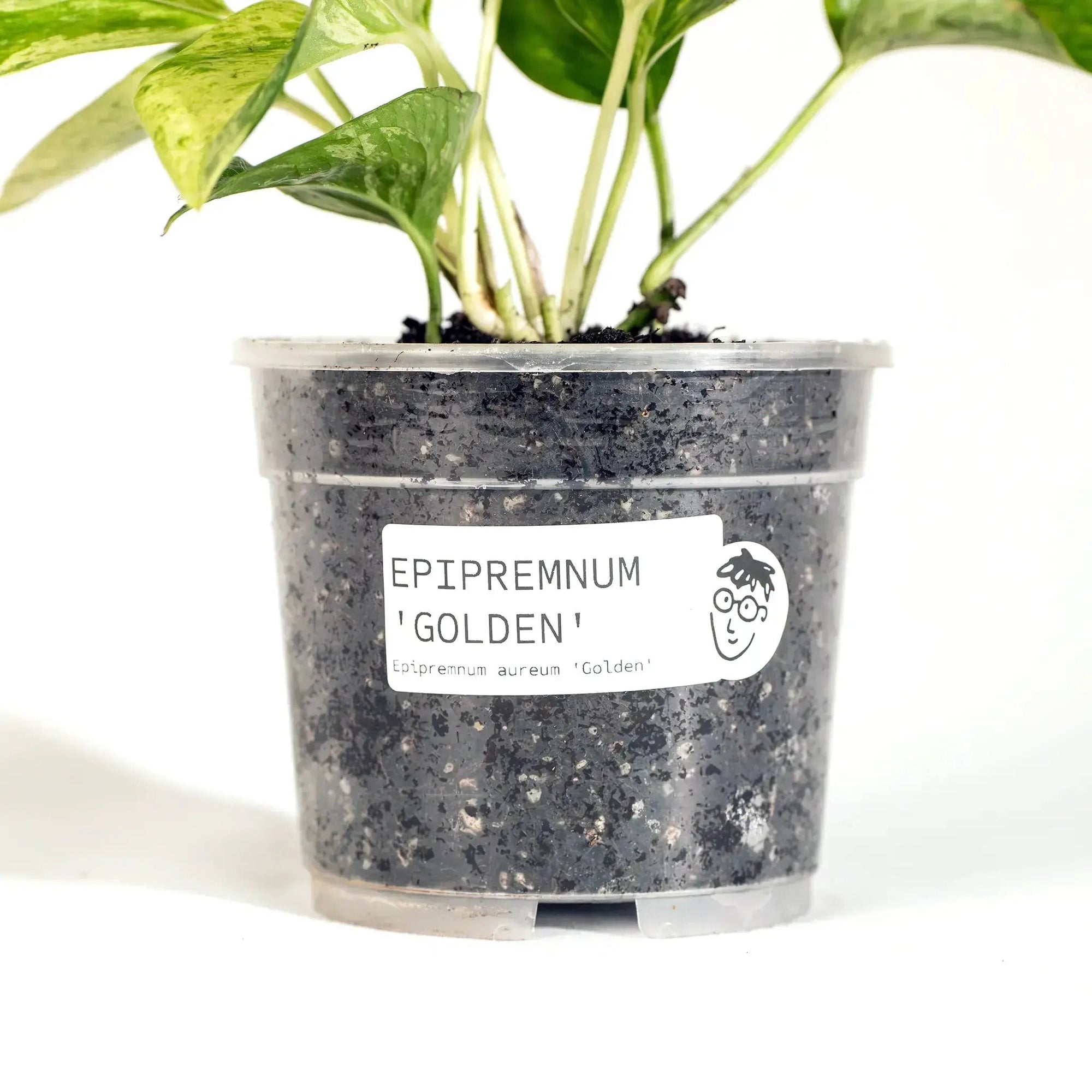 Epipremnum aureum 'Golden' - Coasy