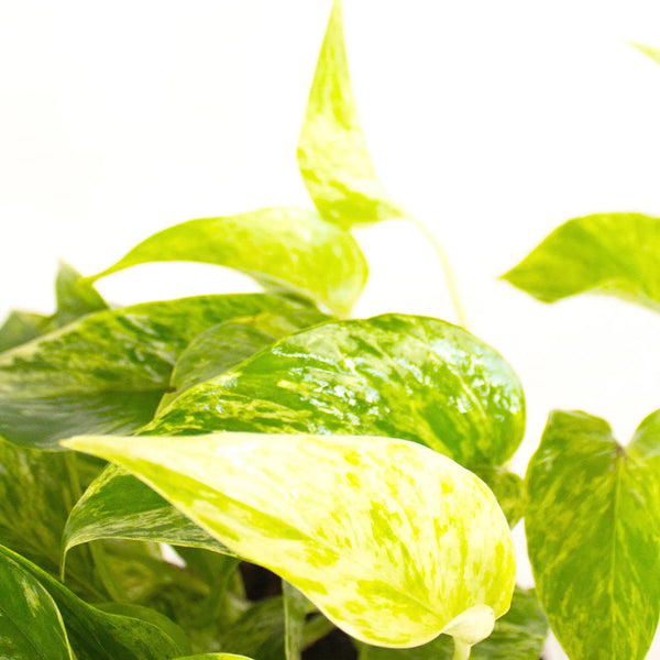 Epipremnum aureum 'Marble Queen' - Listnato