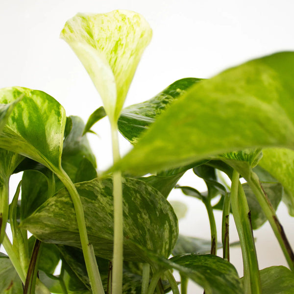 Epipremnum aureum 'Marble Queen' - Listnato