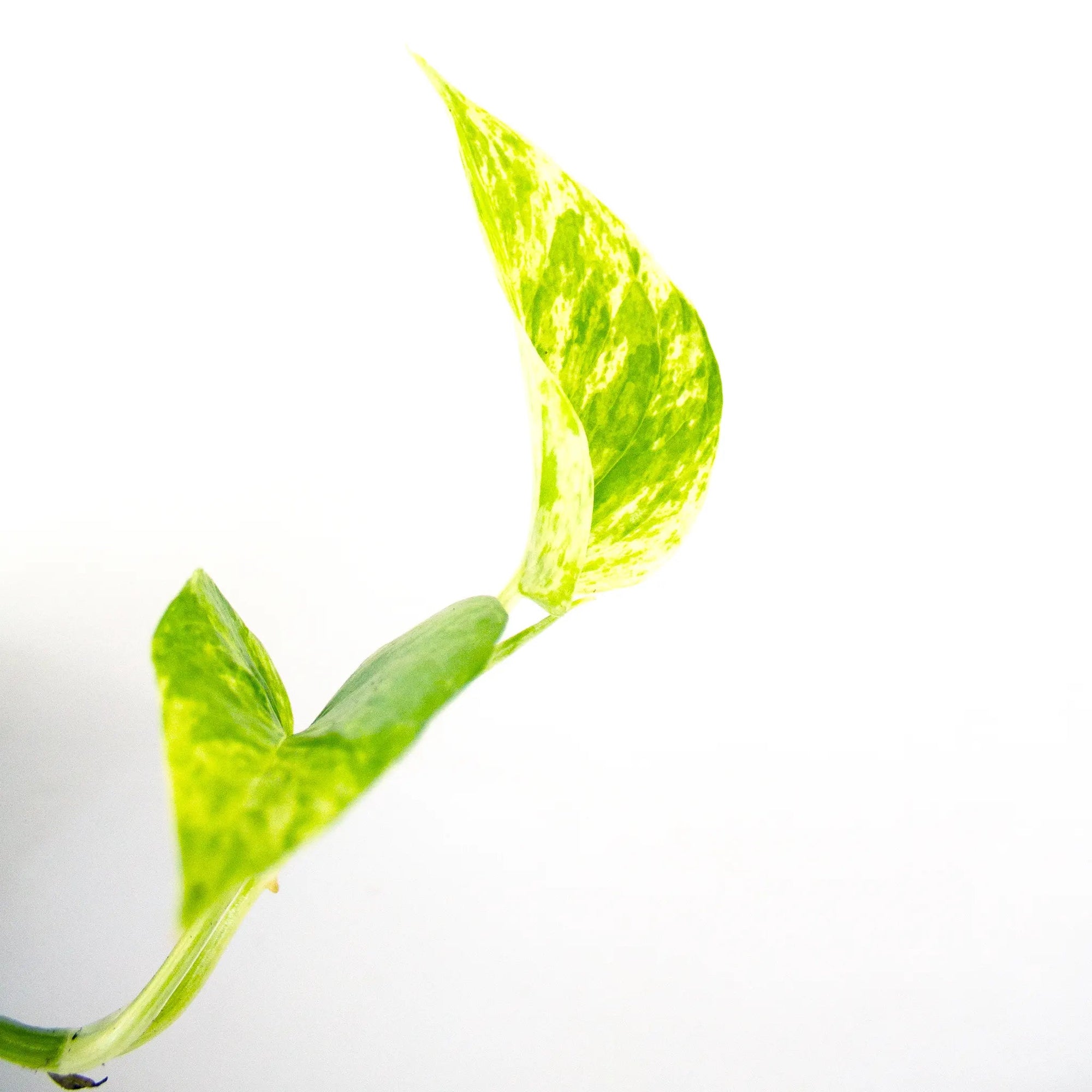 Epipremnum aureum 'Marble Queen' - Listnato