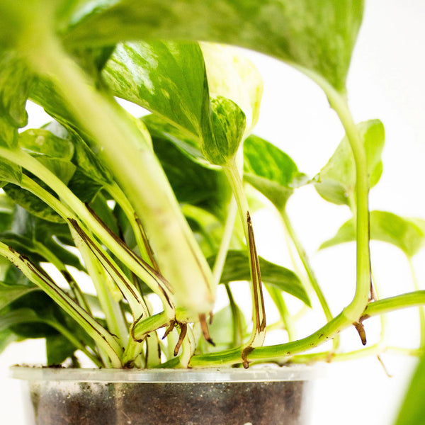 Epipremnum aureum 'Marble Queen' - Listnato