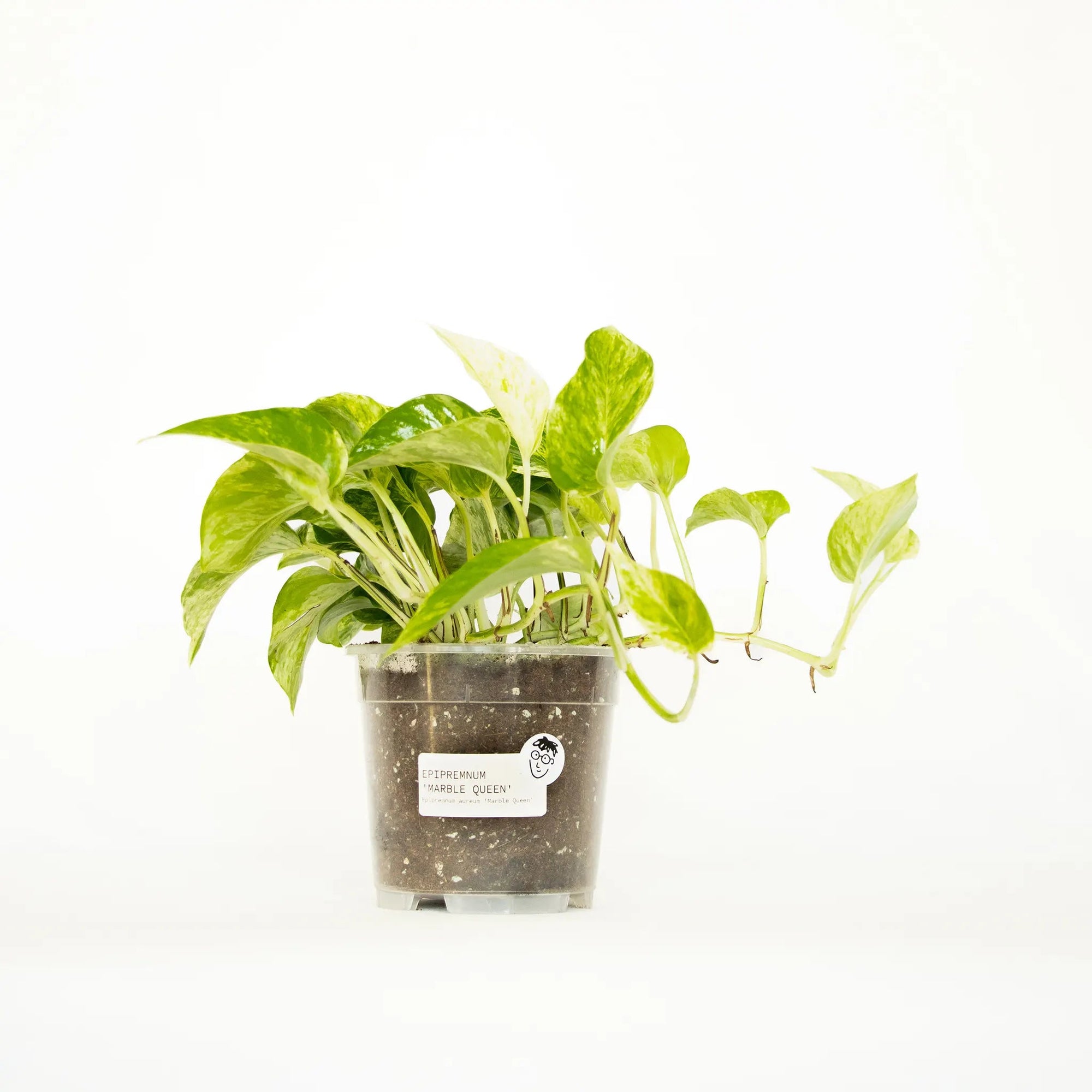Epipremnum aureum 'Marble Queen' - Listnato