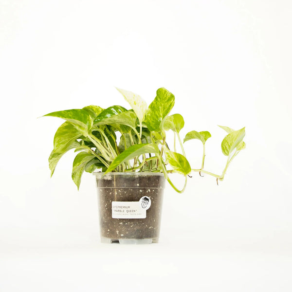 Epipremnum aureum 'Marble Queen' - Listnato